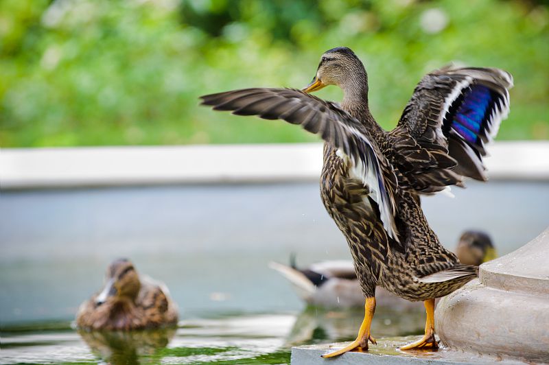 Canard dans les jardins de l'Hôtel de Roquelaure à Paris