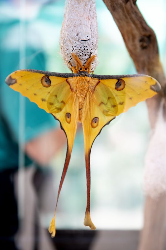 Congrès mondial de la nature de l'UICN 2020 - Papillon sur un stand des Espaces générations nature