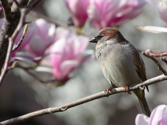 Moineau domestique