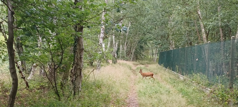 Chevreuil et bois sur le site de Grand Quevilly