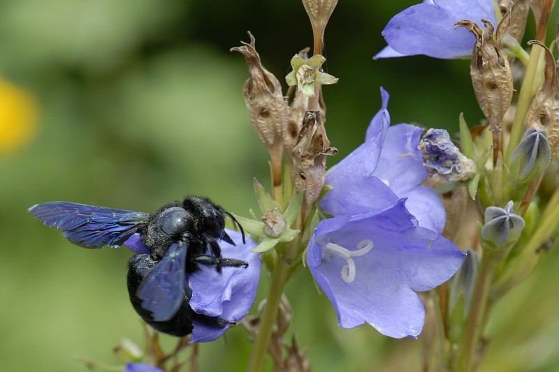 Abeille charpentière
