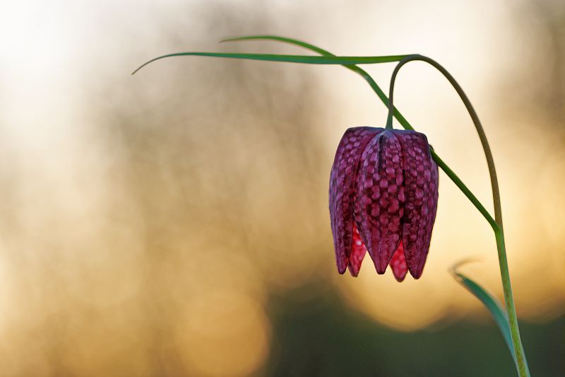 Fritillaire pintade (Fritillaria Meleagris) en contre jour